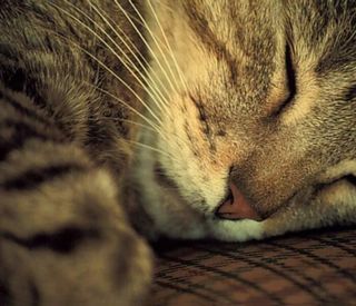 Cutest kitten pic 01