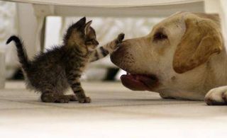 Cutest kitten pic 02