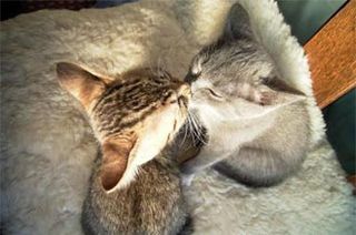 Cutest kitten pic 02