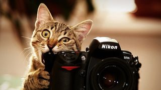 Click on the image to see another cute kitten photo