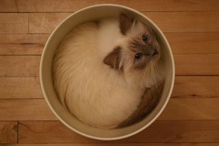 Cutest kitten pic 01