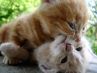 Cutest kitten pic 01