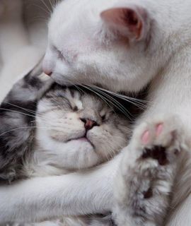 Cutest kitten pic 01