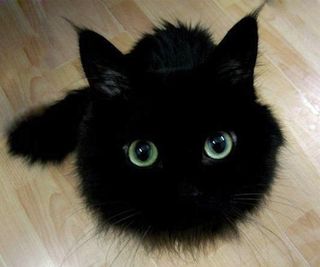 Cutest kitten pic 01