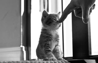 Click on the image to see another cute kitten photo