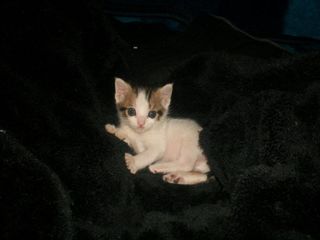 Cutest kitten pic 02
