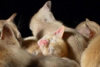 Cutest kitten pic 02