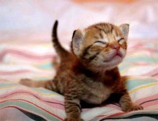 Click on the image to see another cute kitten photo