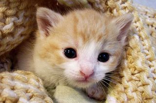 Cutest kitten pic 02