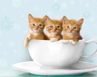 Cutest kitten pic 01