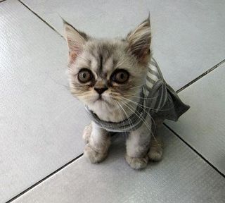 Click on the image to see another cute kitten photo