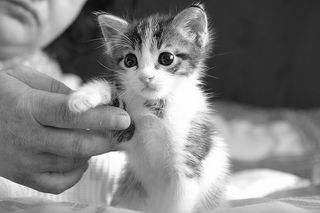 Cutest kitten pic 01