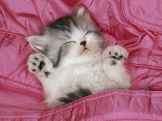 Click on the image to see another cute kitten photo