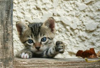 Cutest kitten pic 02