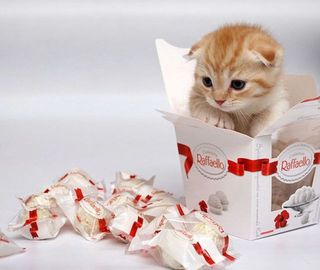 Click on the image to see another cute kitten photo