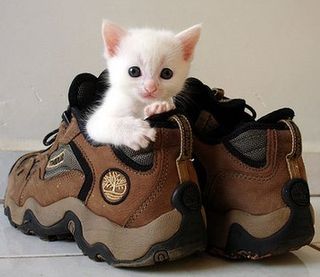 Cutest kitten pic 02
