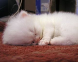 Cutest kitten pic 01