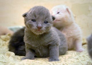 Click on the image to see another cute kitten photo