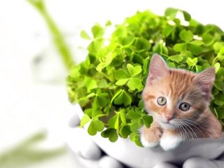 Cutest kitten pic 02