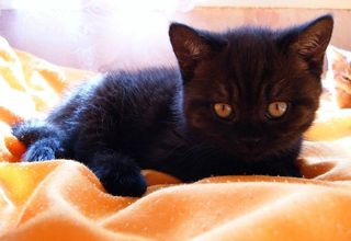 Cutest kitten pic 02