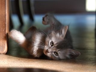 Click on the image to see another cute kitten photo