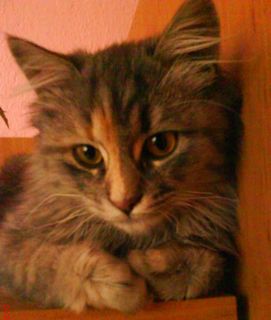 Cutest kitten pic 02