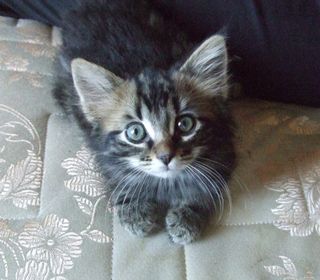 Cutest kitten pic 02