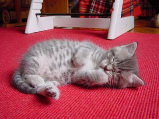 Cutest kitten pic 01