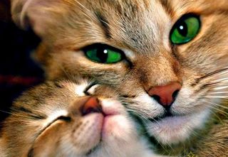 Cutest kitten pic 02