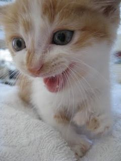 Cutest kitten pic 01