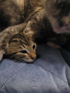 Cutest kitten pic 02