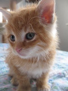 Cutest kitten pic 01