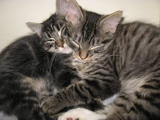 Click on the image to see another cute kitten photo