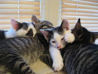 Click on the image to see another cute kitten photo