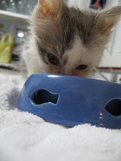Cutest kitten pic 01