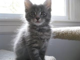 Cutest kitten pic 01