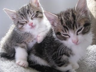 Cutest kitten pic 01