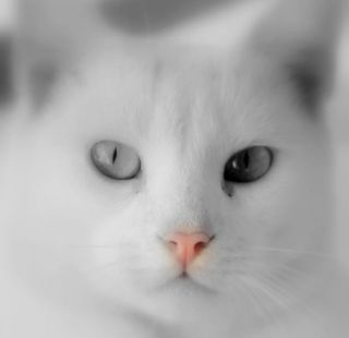 Click on the image to see another cute kitten photo