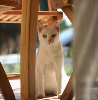 Cutest kitten pic 01
