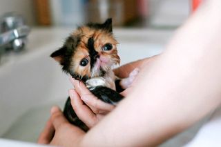 Cutest kitten pic 01