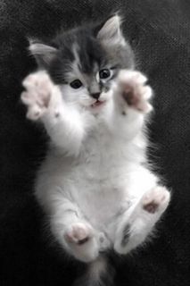 Click on the image to see another cute kitten photo