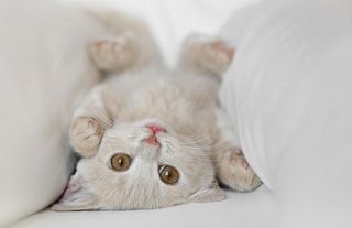 Cutest kitten pic 02
