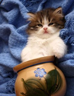 Click on the image to see another cute kitten photo
