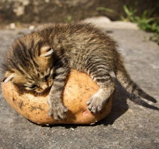 Cutest kitten pic 02