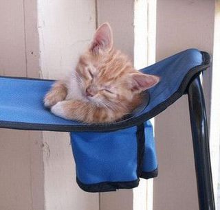Cutest kitten pic 01