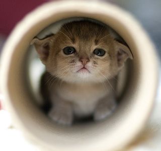 Cutest kitten pic 02
