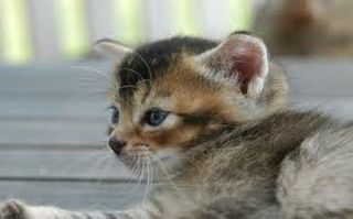 Cutest kitten pic 02