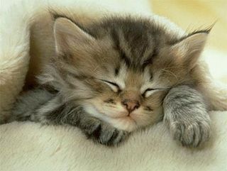 Cutest kitten pic 02