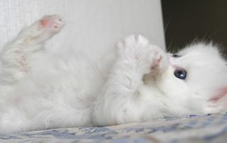 Click on the image to see another cute kitten photo