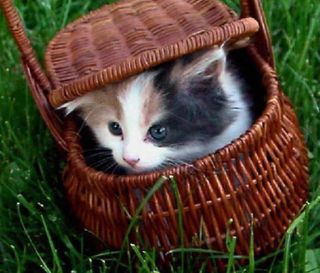 Cutest kitten pic 02